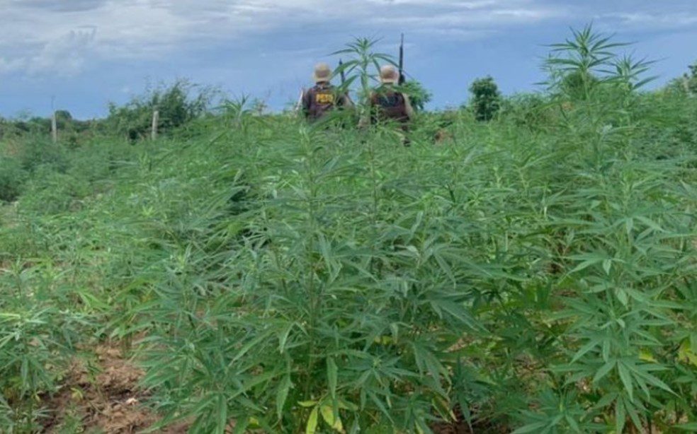 COMBATE AO TRÁFICO Polícia incinera quase uma tonelada de drogas