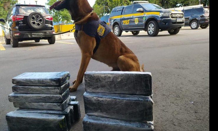 C O Farejador Entrega Passageira Que Levava Maconha E Coca Na Para