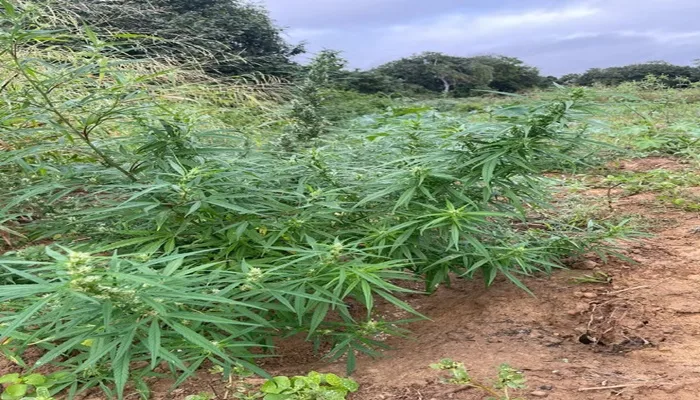 Planta O De Oito Mil P S De Maconha Destru Da Pela Pol Cia Fala