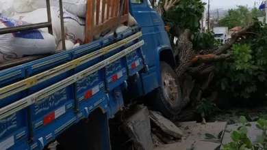 Caminhão desgovernado atinge árvore após perder freio