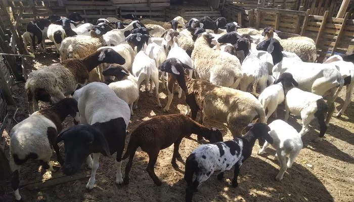 Carneiros à venda na região de Alagoinhas. Foto: Reprodução| Arquivo Pessoal