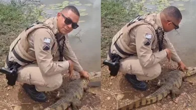 O animal foi capturado pelos policias e solto, com cuidado, em seu habitat natural - Foto: Reprodução/Vídeo