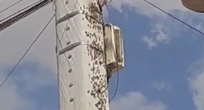 Homem é atacado por enxame de abelhas e leva cerca de 30 picadas na Bahia — Foto: Reprodução/TV Sudoeste