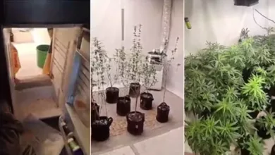 Polícia encontra estufa de maconha escondida atrás de geladeira - Foto: Reprodução