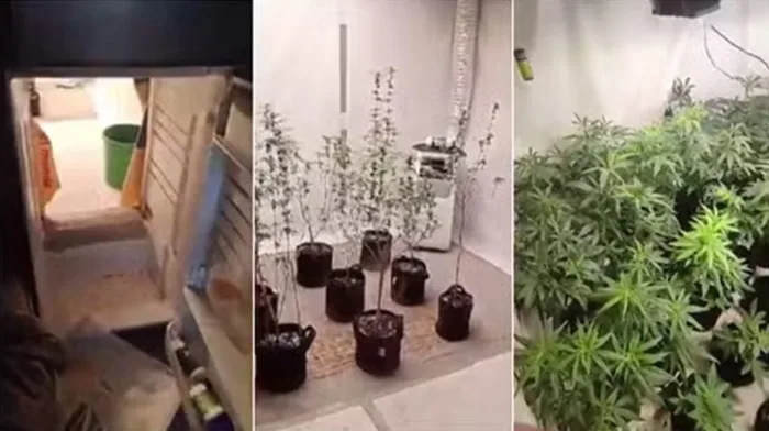 Polícia encontra estufa de maconha escondida atrás de geladeira - Foto: Reprodução