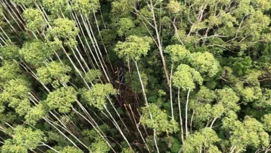 PM encontra helicóptero desaparecido há 12 dias com quatro passageiros- Foto: Reprodução/ PMSP