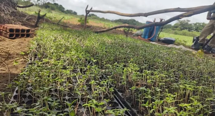 Plantação de 1.100 pés de maconha foi destruída nesta segunda-feira (26), na zona rural do município de Curaçá — Foto: Reprodução/PM-BA