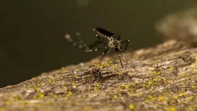 Bahia tem 13 municípios em epidemia de dengue — Foto: Reprodução/ Sean Werle/INaturalist