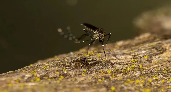 Bahia tem 13 municípios em epidemia de dengue — Foto: Reprodução/ Sean Werle/INaturalist