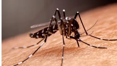 Mosquito da dengue — Foto: Reproução/ Freepik