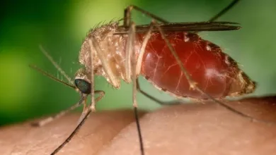 Febre orupouche: Bahia detecta nove casos da doença, causada por mosquito- Foto: Reprodução/Conselho Federal de Farmácia