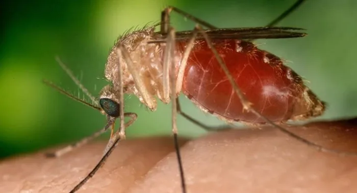 Febre orupouche: Bahia detecta nove casos da doença, causada por mosquito- Foto: Reprodução/Conselho Federal de Farmácia