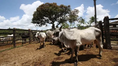 Vacinação contra febre aftosa acontece em abril na Bahia — Foto: Reprodução/ Carol Garcia/GOVBA