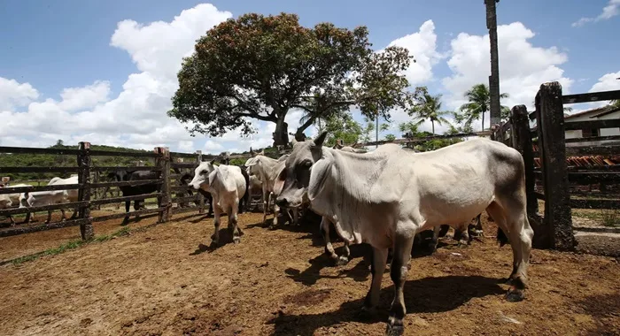 Vacinação contra febre aftosa acontece em abril na Bahia — Foto: Reprodução/ Carol Garcia/GOVBA