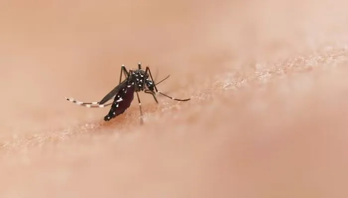 Mosquito transmissor da dengue — Foto: National Institute of Allergy and Infectious Diseases/ Unsplash