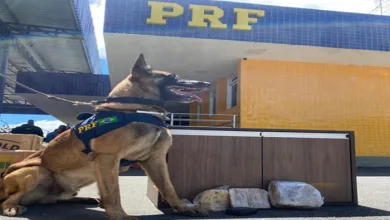 PRF apreende supermaconha escondida em móvel durante fiscalização em ônibus interestadual na BR-116- Foto: Reprodução/ Nucom PRF