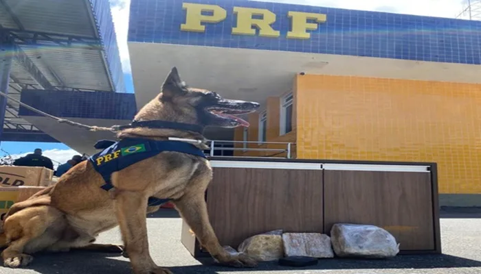 PRF apreende supermaconha escondida em móvel durante fiscalização em ônibus interestadual na BR-116- Foto: Reprodução/ Nucom PRF