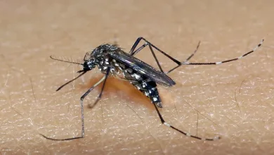 Mosquito Aedes aegypti é o transmissor da dengue, zika e chikungunya — Foto: Divulgação/Raul Santana/Fiocruz