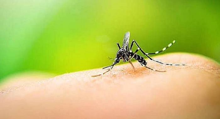 Brasil ultrapassa a marca de 3 mil mortes por dengue em 2024; Bahia tem mais de 80 óbitos- Foto: Reprodução/ Pexels