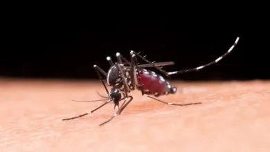 Aedes aegypti é o transmissor da chikungunya, dengue, Zika e febre amarela — Foto: Reprodução/Freepik