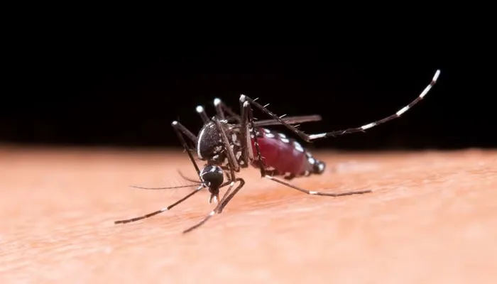 Aedes aegypti é o transmissor da chikungunya, dengue, Zika e febre amarela — Foto: Reprodução/Freepik