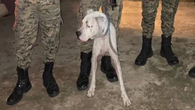 Polícia Militar resgata cachorro que sofria maus tratos- Foto: Divulgação/SSP