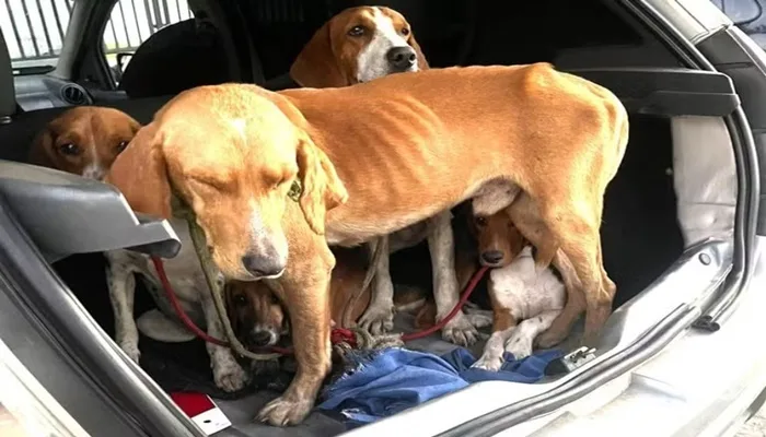 Animais estavam aglomerados em ambiente escuro, sem ventilação adequada, exposto a temperatura elevada e bem debilitados.- Foto: Reprodução/Polícia Rodoviária Federal