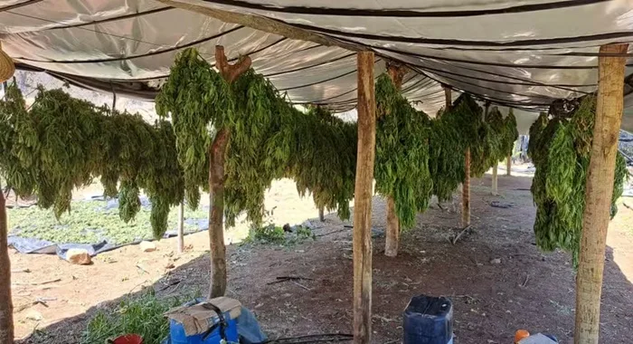 Sete homens são presos suspeitos de liderar laboratório de maconha- Foto: Reprodução/SSP-BA