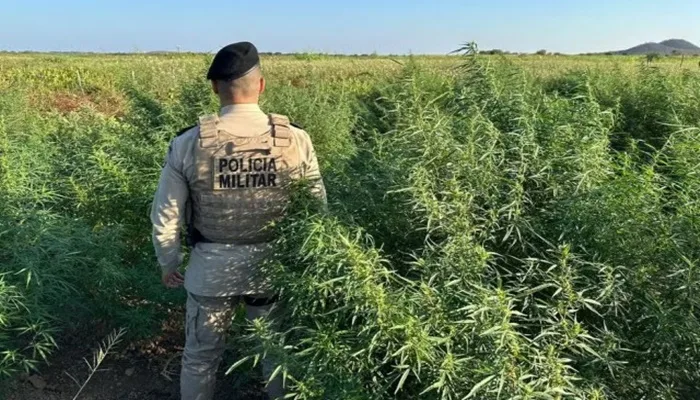 Operação policial destrói 10 mil pés de maconha na Bahia- Foto: Divulgação/ PM-BA