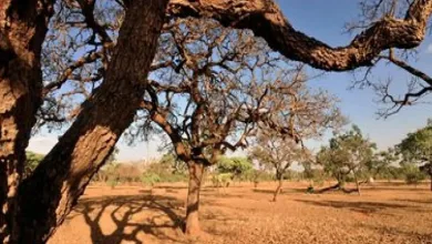 Feira de Santana, segunda maior cidade da Bahia decreta situação de emergência por áreas afetadas pela estiagem- Foto: Reprodução/ Agência Brasil