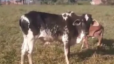 Proprietário procura bezerro que sumiu em Conceição do Jacuípe e oferece recompensa - Foto: Acervo pessoal