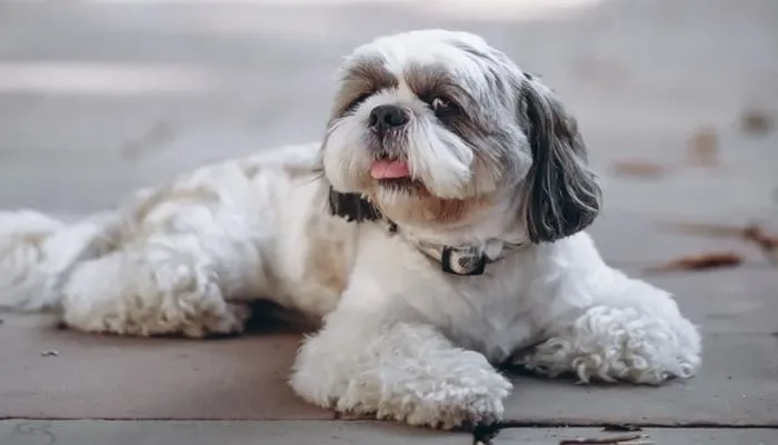 Cão morre após ser atingido por paulada durante briga de casal - Imagem ilustrativa | Freepik