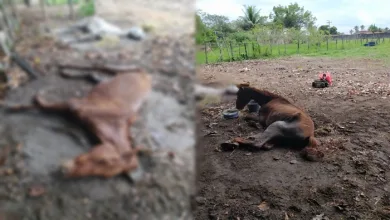 Empresário denuncia maus-tratos e suspeitas de negligência com animais em Amélia Rodrigues- Foto: Reprodução/Arquivo Pessoal