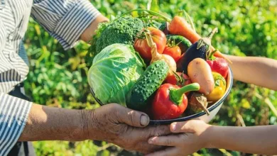 Comissão convoca agricultores para assembleia de fundação do SINATERRA em Santo Amaro- Foto Ilustrativa: Reprodução