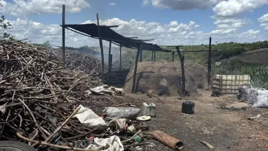 Operação desmanchou carvoaria clandestina em Feira de Santana