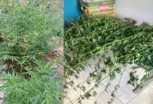 Polícia Militar prende homem com cerca de 11 pés de maconha