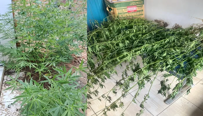 Polícia Militar prende homem com cerca de 11 pés de maconha