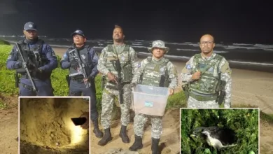 ovos de tartaruga marinha em Pituaçu | Foto: GCM