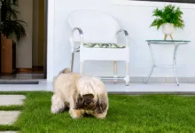 dedução de gastos com pets no Imposto de Renda
