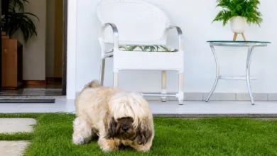 dedução de gastos com pets no Imposto de Renda