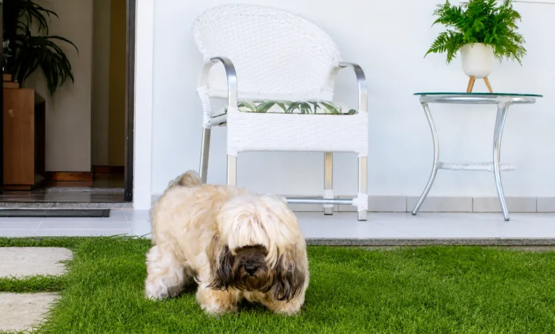 dedução de gastos com pets no Imposto de Renda