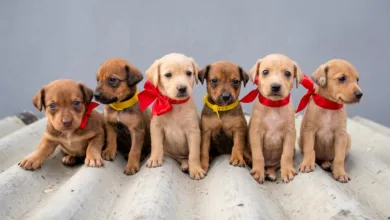 cachorros para adoção em Coração de Maria