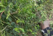 corpo encontrado no bairro Papagaio