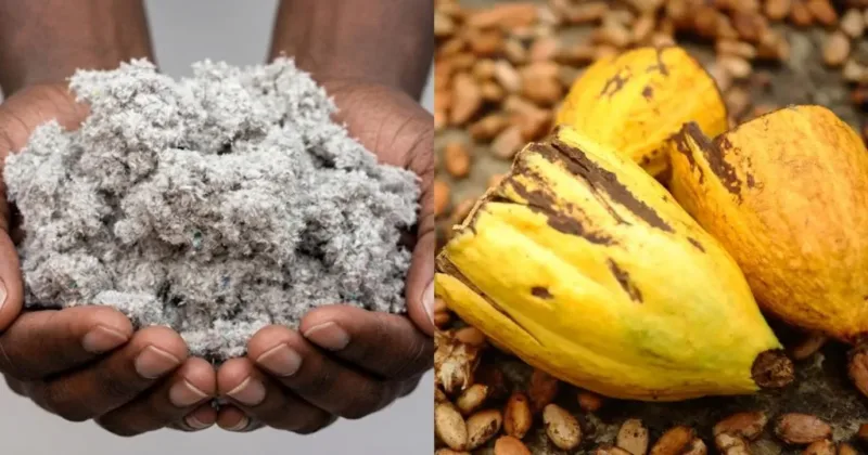 Tarifas dos EUA no agro baiano afetam cadeias exportadoras | Foto: Reprodução