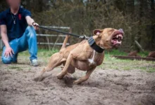 Pitbull