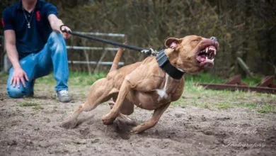 Pitbull