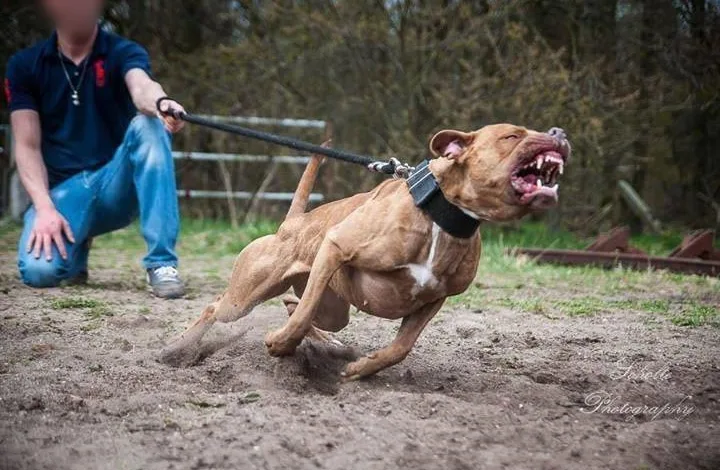 Pitbull