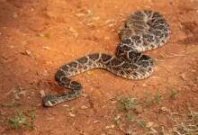 picadas de cobras peçonhentas na Bahia