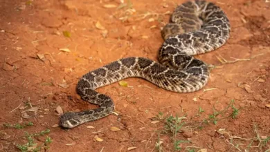 picadas de cobras peçonhentas na Bahia