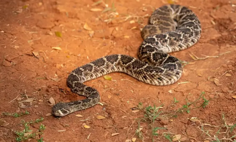 picadas de cobras peçonhentas na Bahia